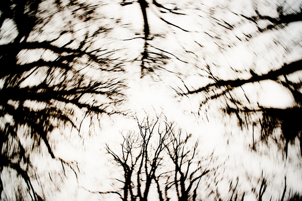 Dark Trees I - ID 003282