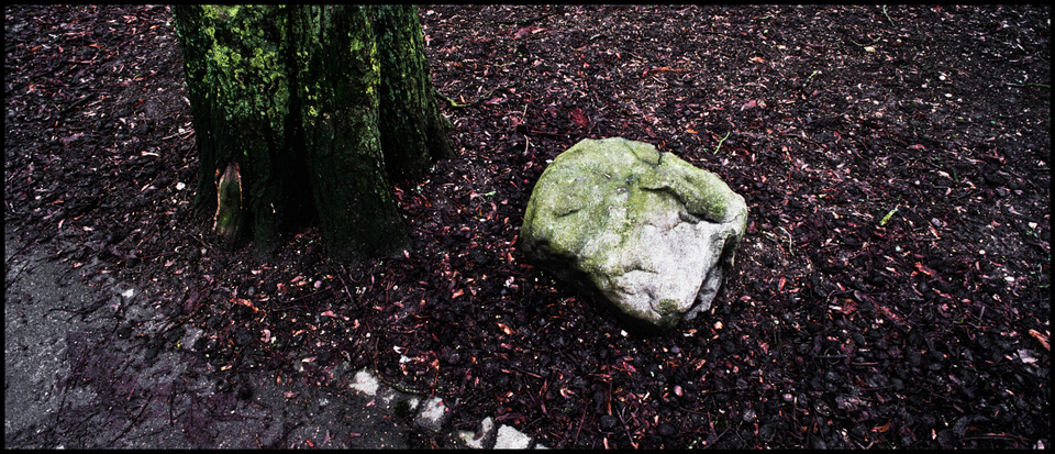 Stone Tree - ID 003287