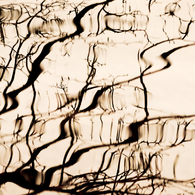 Tree on Water - ID 003297