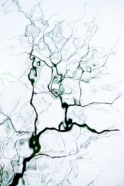 Traces on Water III - ID 003300