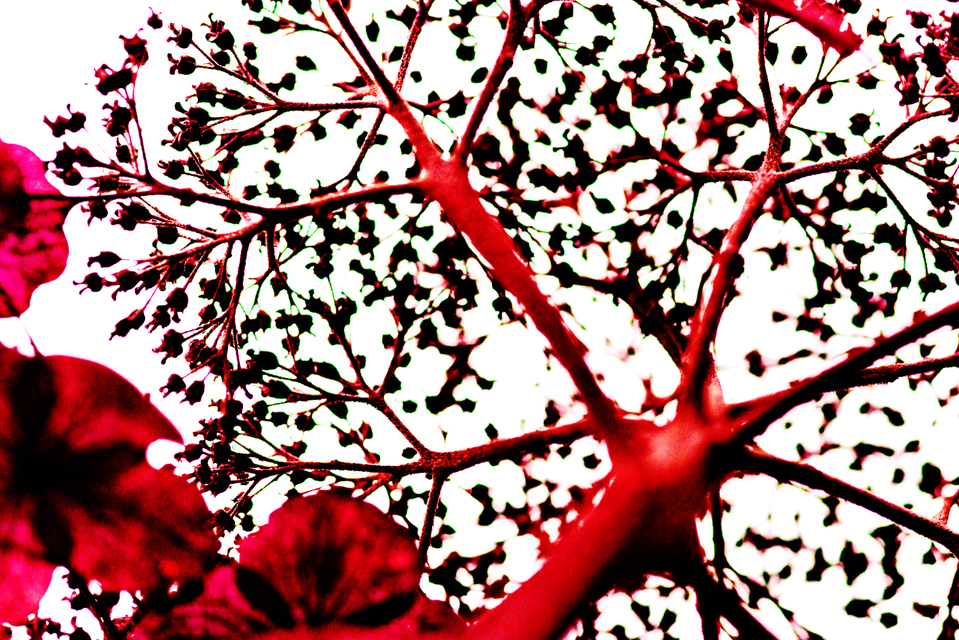 Red on White III - ID 003324