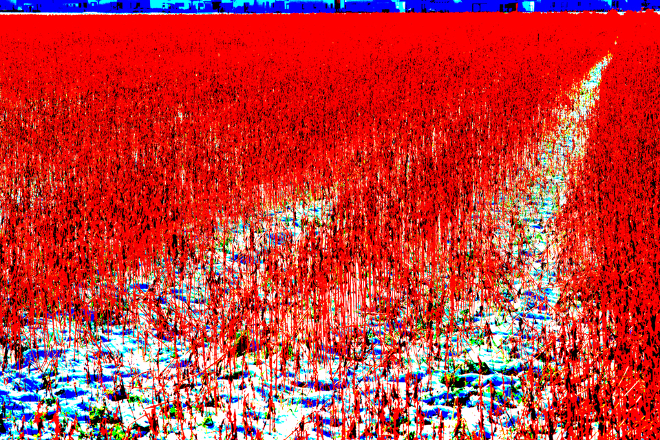 Red Field in front of Houses I - ID 003327