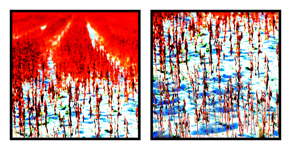 Red Field I and II - ID 003330