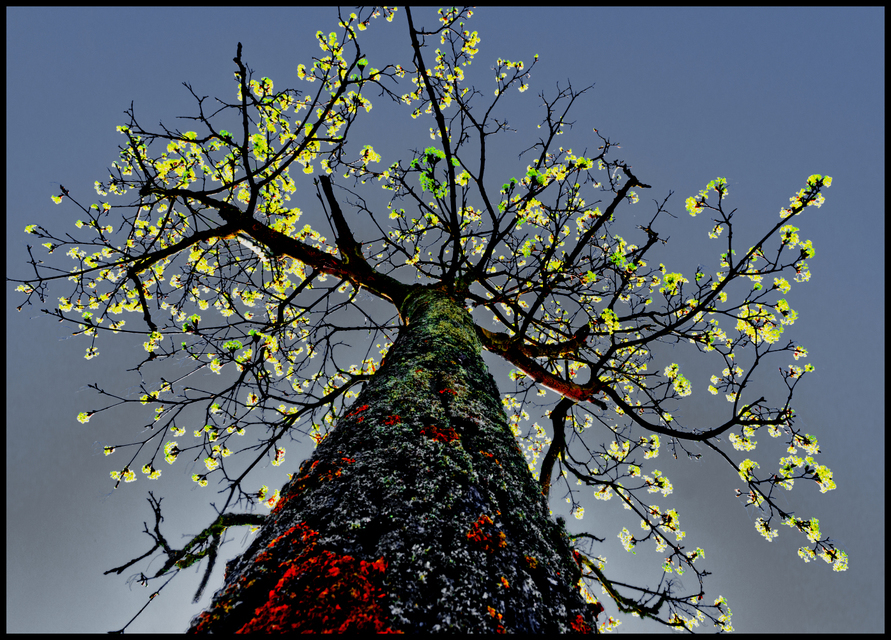 First Leaves I - ID 003463