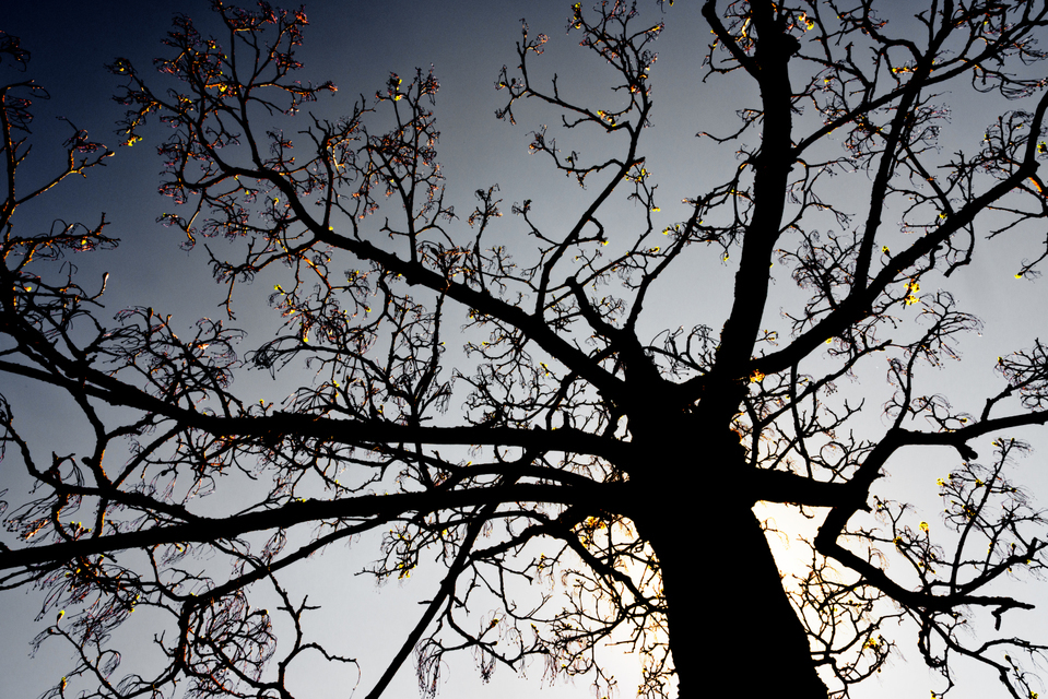 First Leaves II - ID 003464