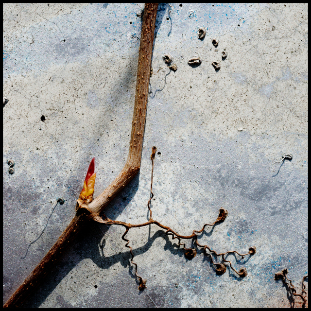 Colored Remaining III - ID 003470