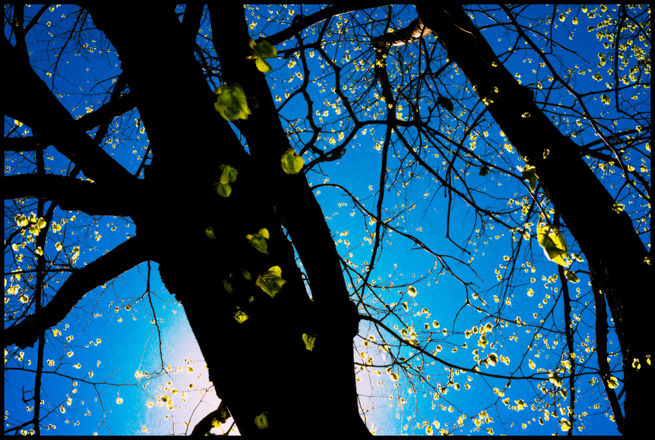 Early Leaves II - ID 003520