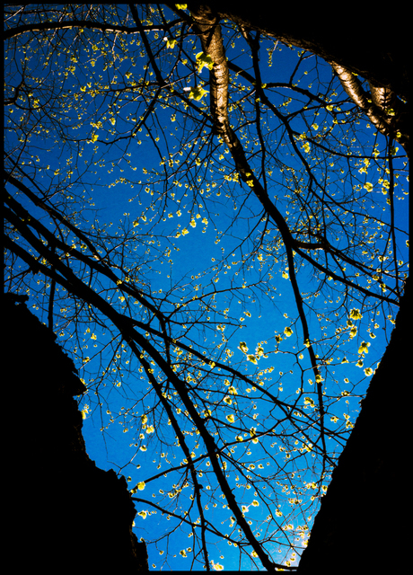 Early Leaves III - ID 003521