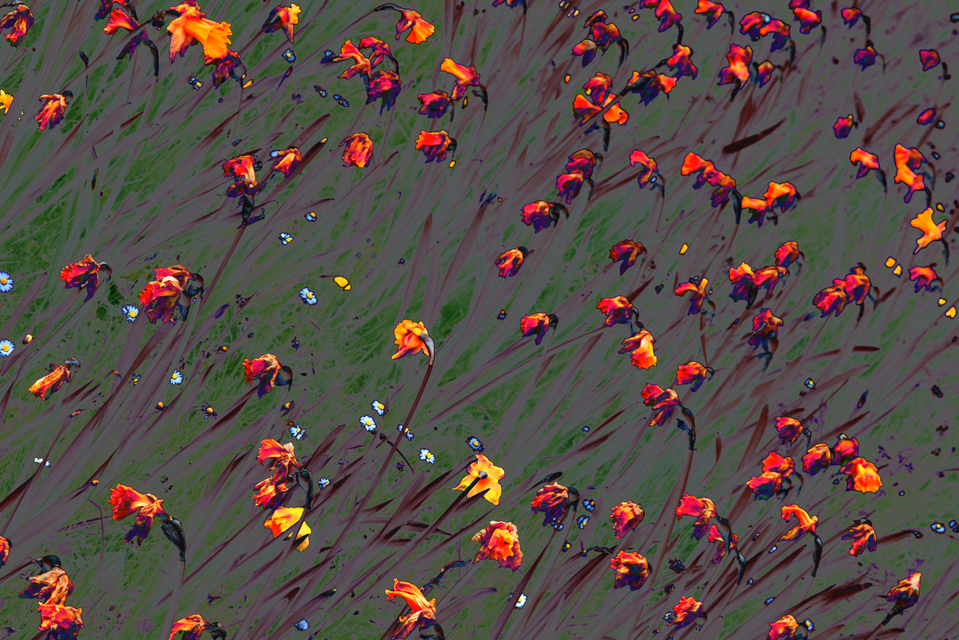 Narcissus Pseudonarcissus - ID 003529