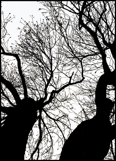 Witch II - ID 003537