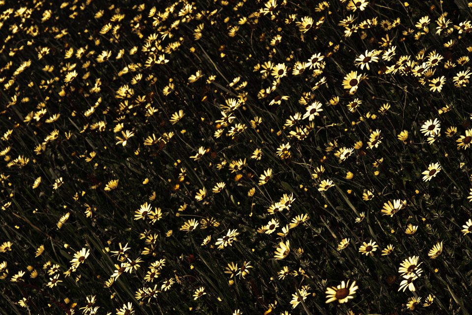 Memory of the Past I - ID 003577