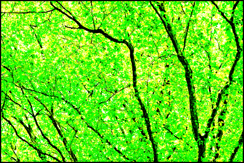 Green Leaves I - ID 003580