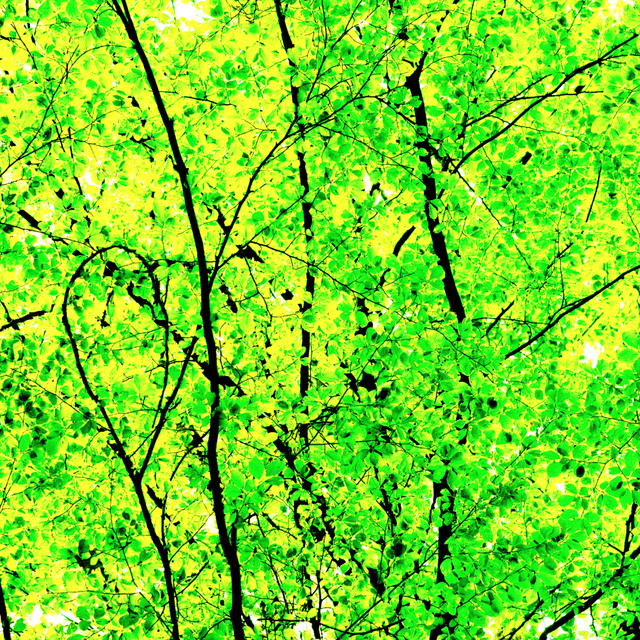 Green Leaves IV - ID 003583