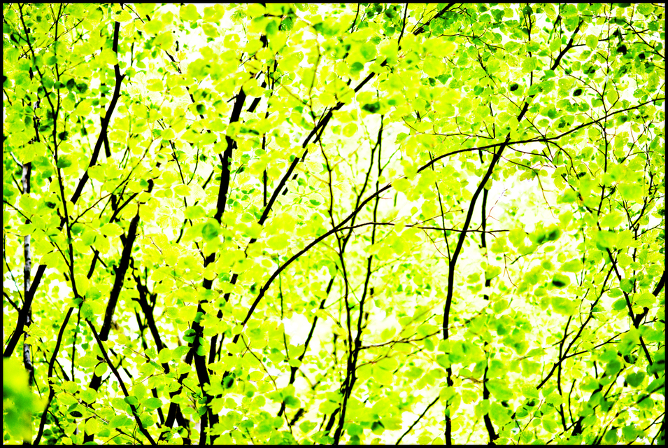 Green Leaves VI - ID 003585