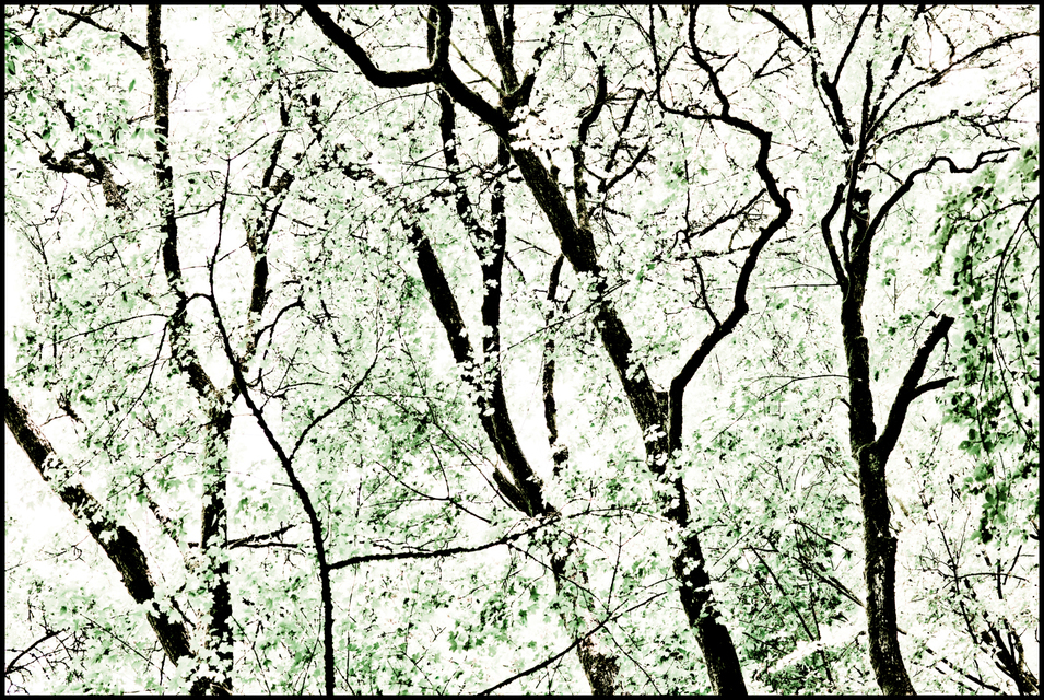 Light Leaves I - ID 003586