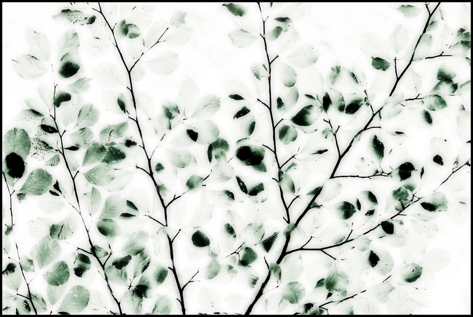 Light Leaves IV - ID 003589