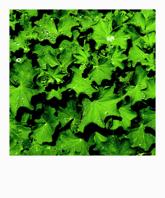 Alchemilla - ID 003590