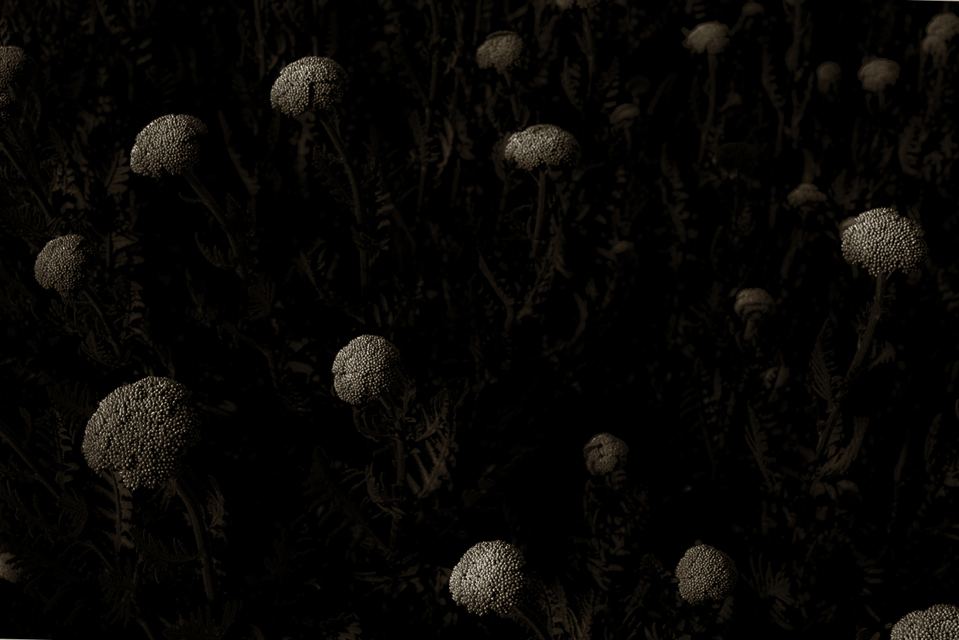 Heads II - ID 003643