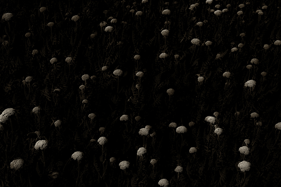 Heads III - ID 003644