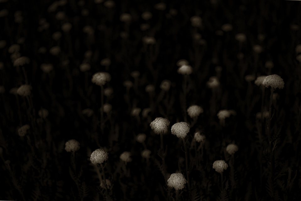 Heads IV - ID 003645