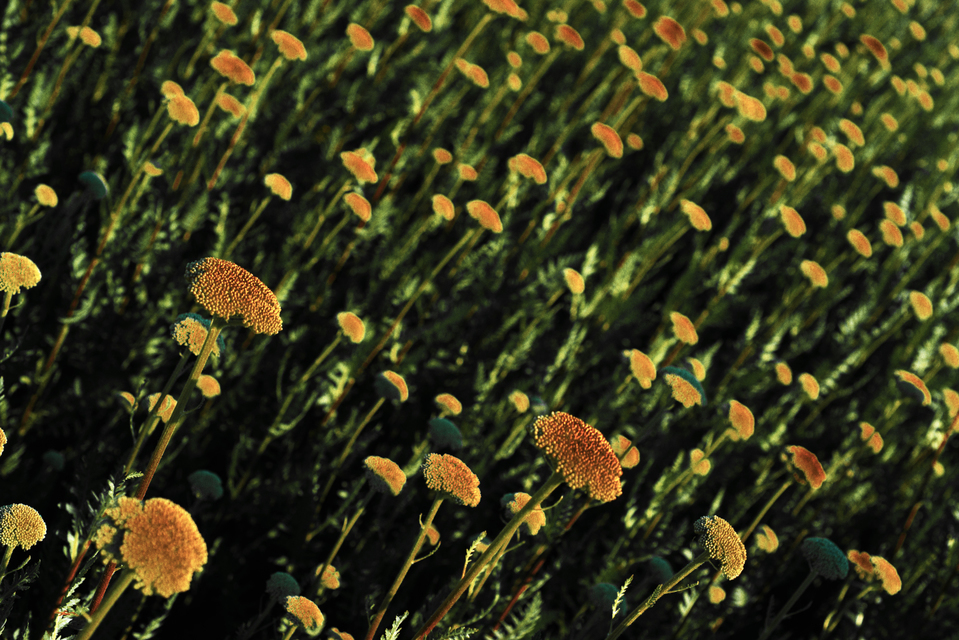 Sun Burn - ID 003646