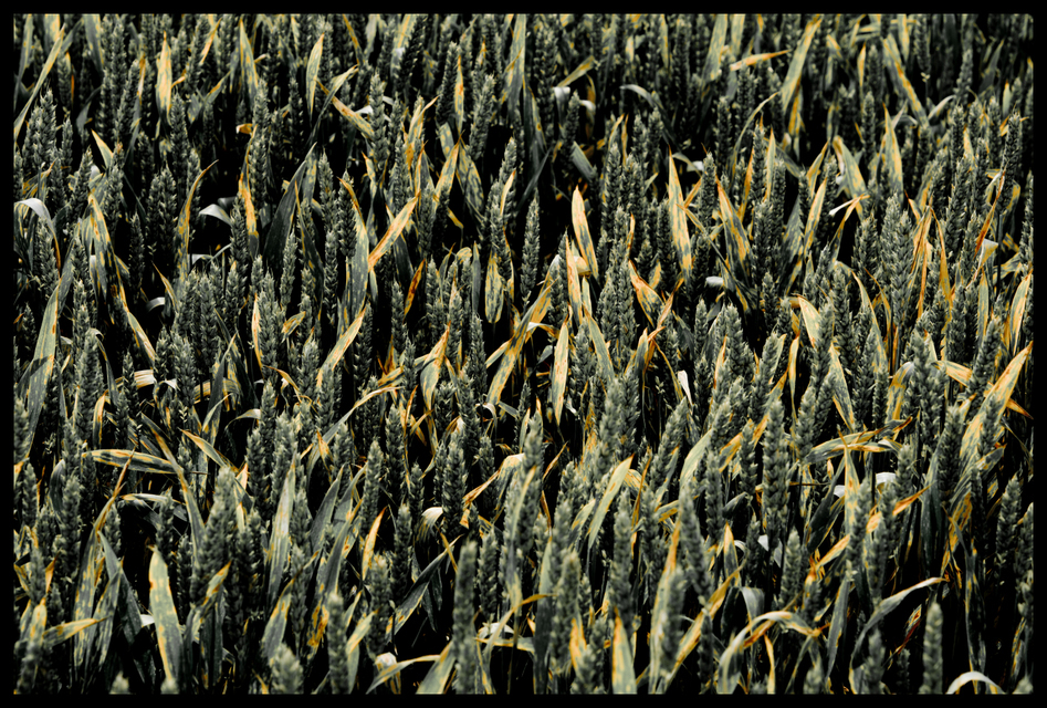 Growing Corn - ID 003697