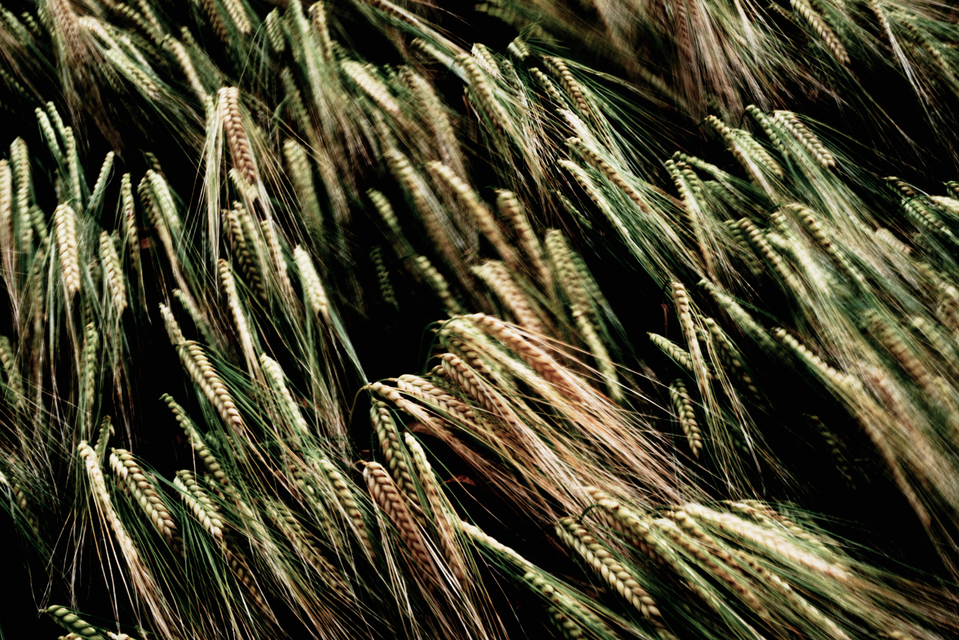 Green Corn in Wind - ID 003698