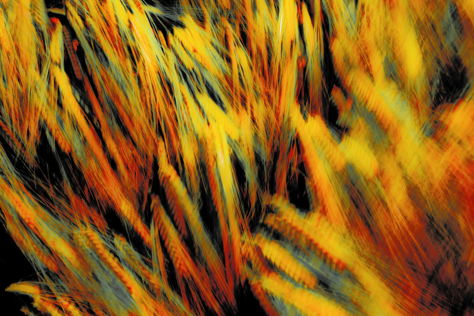 Corn Flames - ID 003699