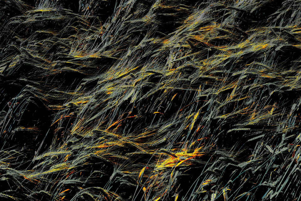 Corn Impressions III - ID 003702