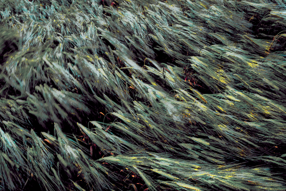 Corn Impressions VI - ID 003705