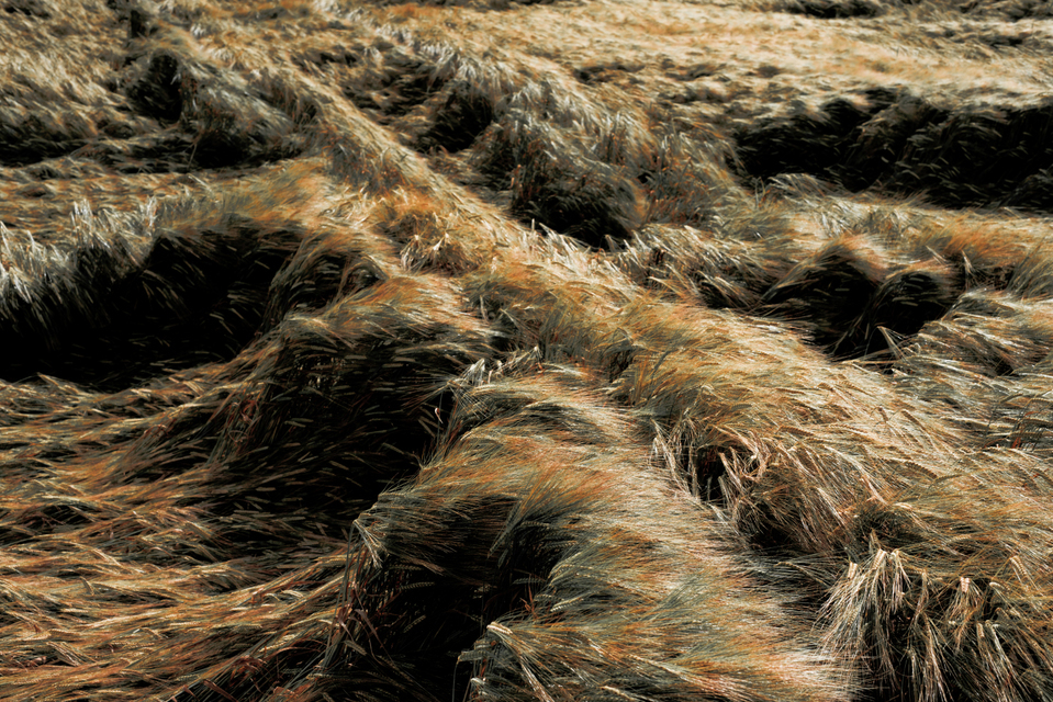 Corn Impressions VIII - ID 003707