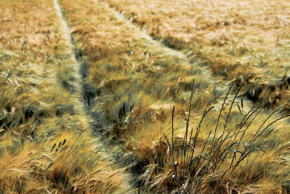 Farming II - ID 003710