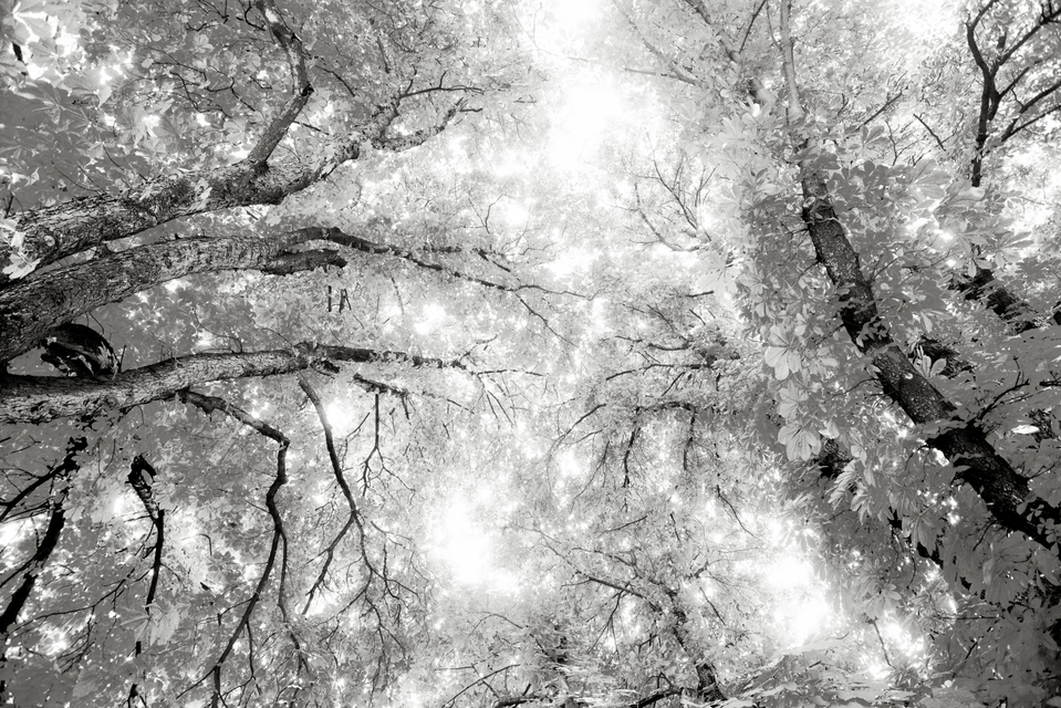 Grey Leaves - ID 003731