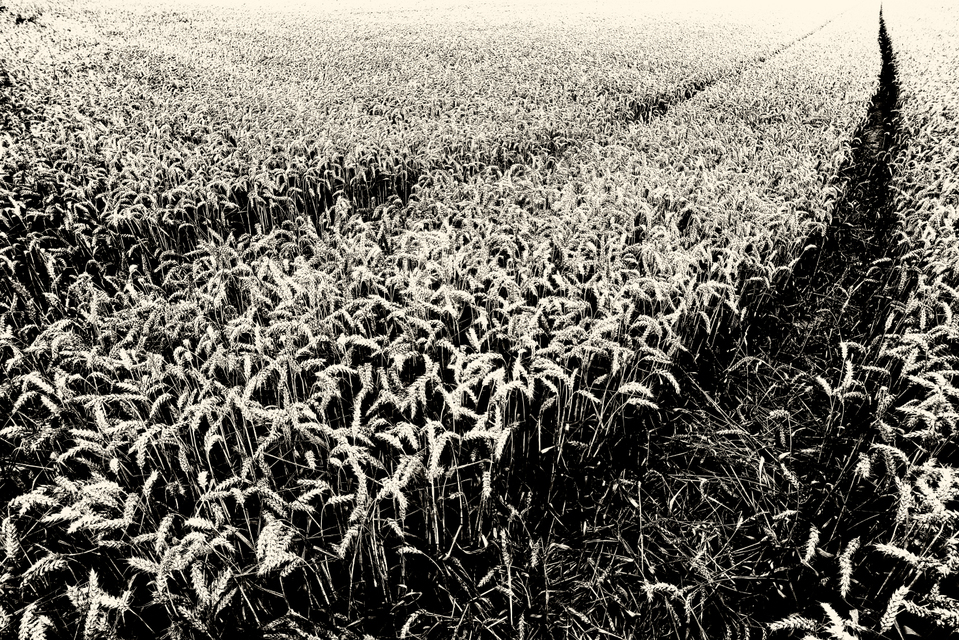 Wheat Path I - ID 003778