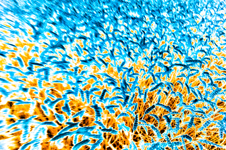 Blue Wheat - ID 003781