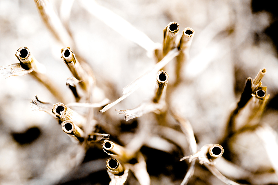 Wheat Eyes - ID 003782