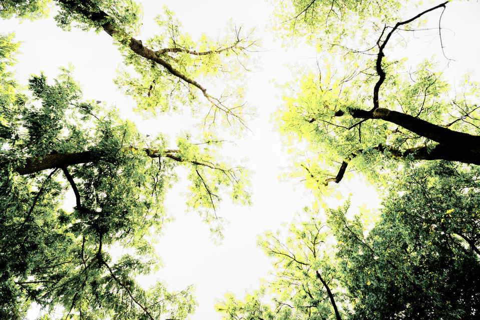 Sky Lookup - ID 003832