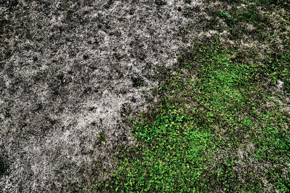 Green on Grey II - ID 003838