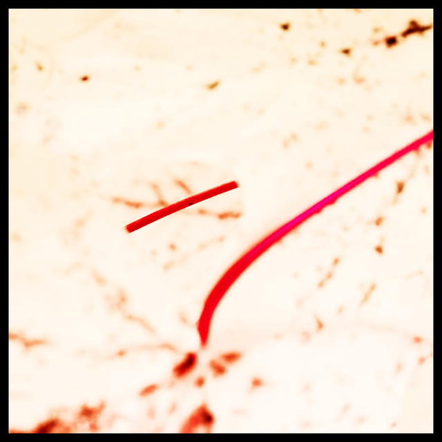 Red Stalks II - ID 003880