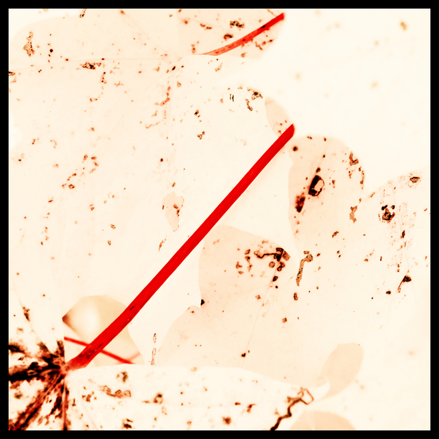 Red Stalks III - ID 003881