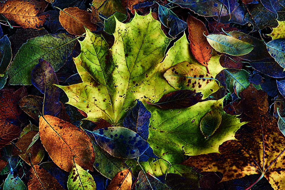 Big Green Leaf - ID 003883