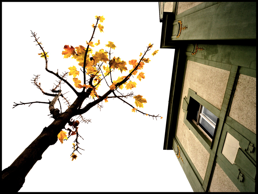 Last Yellow - ID 003884