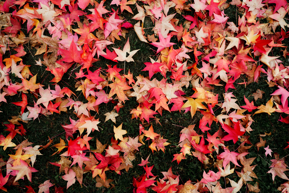 Red Leaves Dropped - ID 003885