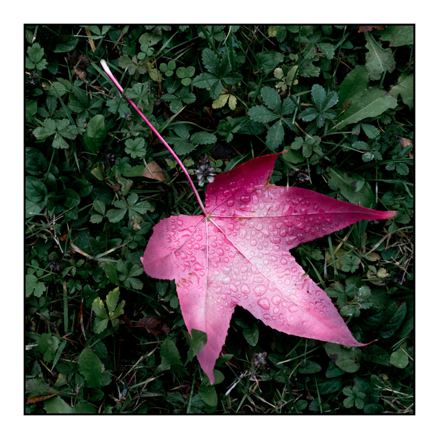 Dropped Purple - ID 003886