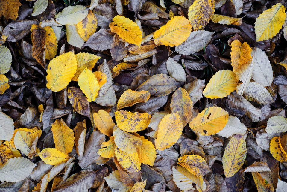 Dropped Yellow - ID 003888