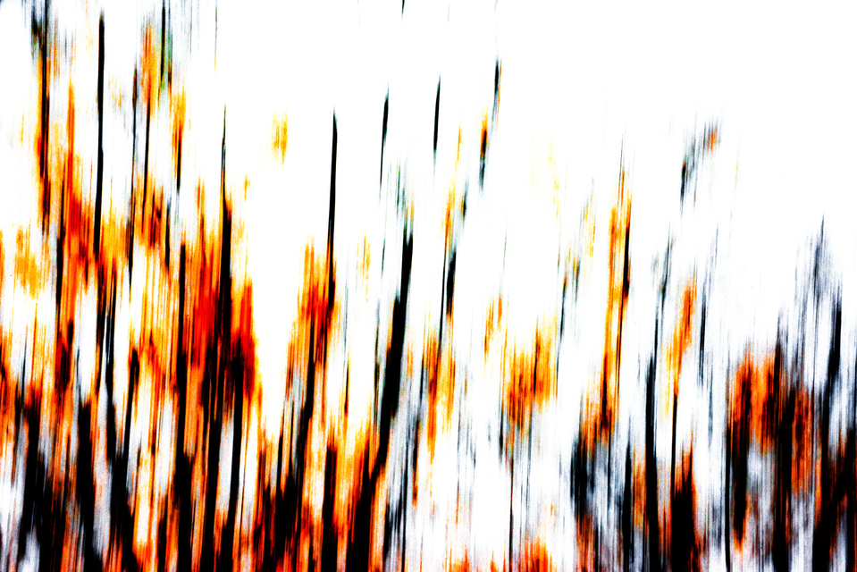 Branches III - ID 003891