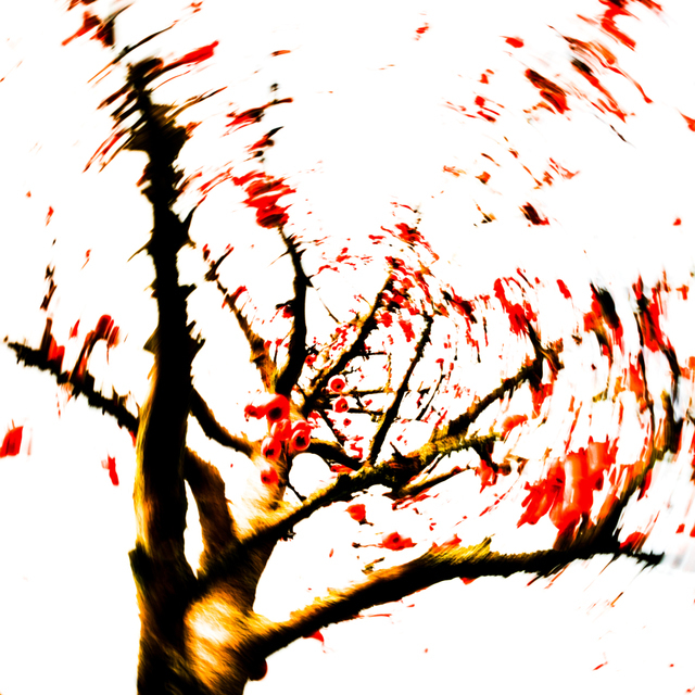 Red Berries II - ID 003923