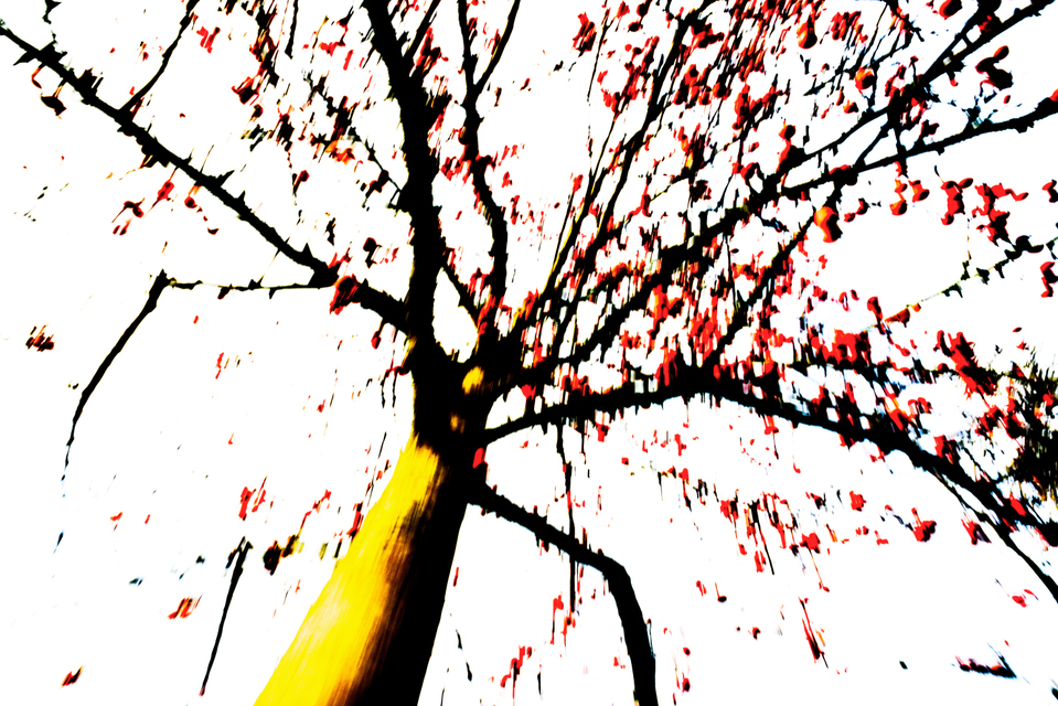 Red Berries IV - ID 003925