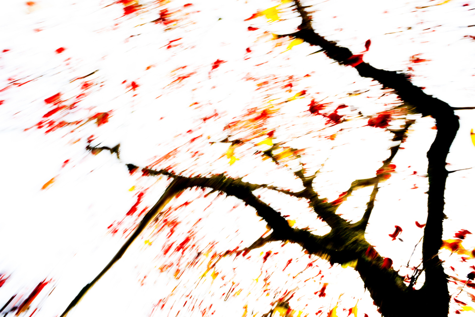 Red Berries VI - ID 003927