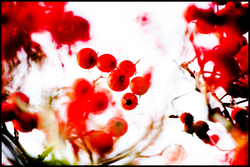 Red Berries VII - ID 003928